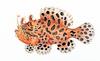 Frogfish (Family: Antennariidae) - Wiki
