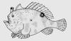 Spotfin Frogfish (Antennarius nummifer) - Wiki