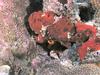 Red Ocellated frogfish, St. Kitts. Antennarius ocellatus