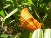 Cruiser Butterfly (Vindula erota) - Wiki