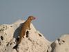 Slender Mongoose (Galerella sanguinea) - Wiki