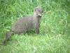 Small Asian Mongoose (Herpestes javanicus) - Wiki