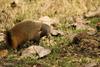 Stripe-necked Mongoose (Herpestes vitticollis) - Wiki