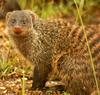 Banded Mongoose (Mungos mungo) - Wiki