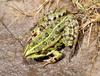 Marsh Frog (Rana ridibunda) - Wiki
