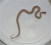 Brown Snake (Storeria dekayi) - Wiki
