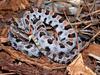 Pigmy Rattlesnake (Sistrurus miliarius) - Wiki