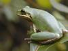 Squirrel Treefrog (Hyla squirella) - Wiki