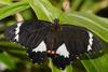 Orchard Swallowtail Butterfly (Papilio aegeus) - Wiki