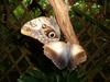 Owl Butterfly (Genus: Caligo) - Wiki