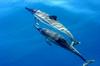 Spinner Dolphin (Stenella longirostris) - Wiki