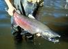 Chinook Salmon (Oncorhynchus tshawytscha) - Wiki