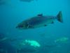 Atlantic Salmon (Salmo salar) - Wiki