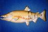 Chum Salmon (Oncorhynchus keta) - Wiki