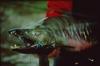 Chum Salmon (Oncorhynchus keta)