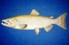 Coho Salmon (Oncorhynchus kisutch) - Wiki