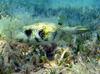White-spotted Puffer (Arothron hispidus)