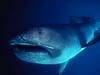 Megamouth Shark (Megachasma pelagios) - Wiki