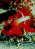 Fire Dartfish (Nemateleotris magnifica) - Wiki