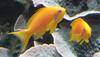 Sea goldie (Pseudanthias squamipinnis) - Wiki