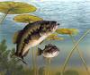 Largemouth Bass (Micropterus salmoides) - Wiki