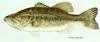 Largemouth Bass (Micropterus salmoides) - artwork