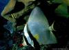 Silver Batfish (Monodactylus argenteus) under Leather Coral