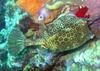 Honeycomb Cowfish (Acanthostracion polygonius) - Wiki