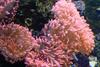 Bubble-tip Anemone (Entacmaea quadricolor) - Wiki
