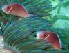 Pink Skunk Clownfish (Amphiprion perideraion) - Wiki