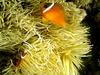 Tomato Clownfish (Amphiprion frenatus) - Wiki