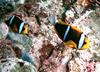 Orange-fin Anemonefish (Amphiprion chrysopterus) - Wiki