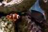 Maroon Clownfish (Premnas biaculeatus) - Wiki