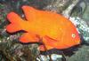 Garibaldi Damselfish (Hypsypops rubicundus) - Wiki
