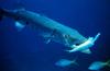 Great Barracuda (Sphyraena barracuda) - Wiki