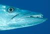 Great Barracuda (Sphyraena barracuda) - head