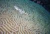 Goby on Brain Coral