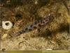 Leopard-spotted Goby (Thorogobius ephippiatus)