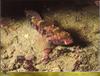 Red-mouthed Goby (Gobius cruentatus)