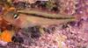 Common Triplefin (Forsterygion lapillum) - Wiki