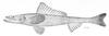 Deepsea Lizardfish (Bathysaurus ferox) - Wiki