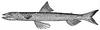 Inshore Lizardfish (Synodus foetens) - Wiki