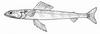 Lavender Lizardfish (Synodus similis) - Wiki