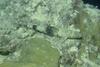 Gracile lizardfish, Saurida gracilis