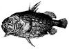 Pinecone Fish (Family: Monocentridae) - Wiki