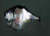 Marine Hatchetfish (Family: Sternoptychidae) - Wiki