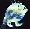 soft leafvent angler, Haplophryne mollis from deepsea