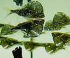 Freshwater Hatchetfish (Family: Gasteropelecidae) - Wiki