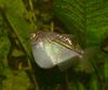 Common Hatchetfish (Gasteropelecus sternicla) - Wiki