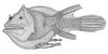 Soft Leafvent Angler (Haplophryne mollis) - Wiki